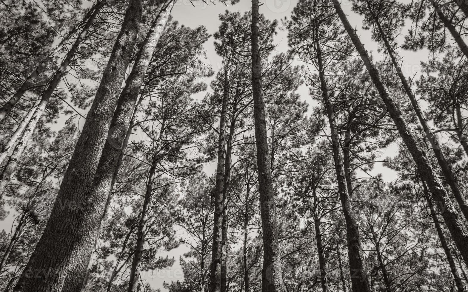 Treetops, tree trunks seen from below. Table Mountain National Parks. photo