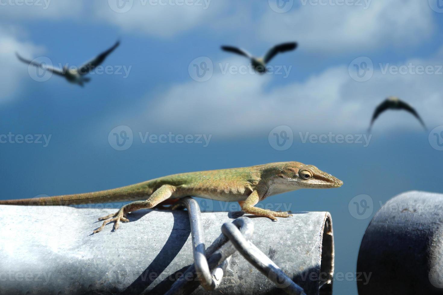 Las iguanas son un género de lagartijas que viven en los trópicos de América Central, América del Sur y las islas del Caribe. estos lagartos fueron descritos por primera vez por un zoólogo austríaco, papel tapiz macro, iguana foto