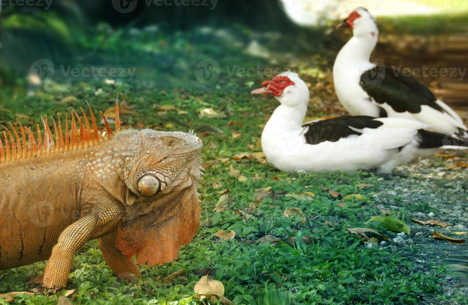 Las iguanas son un género de lagartijas que viven en los trópicos de América Central, América del Sur y las islas del Caribe. estos lagartos fueron descritos por primera vez por un zoólogo austríaco, papel tapiz macro, iguana foto