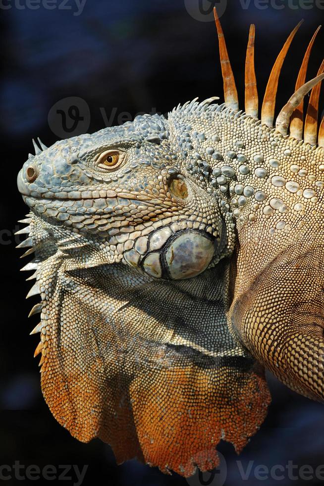 Las iguanas son un género de lagartijas que viven en los trópicos de América Central, América del Sur y las islas del Caribe. estos lagartos fueron descritos por primera vez por un zoólogo austríaco, papel tapiz macro, iguana foto