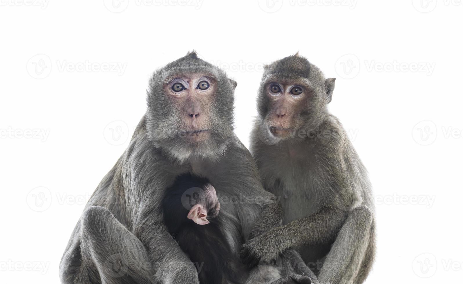 los padres monos, las madres monos y los monos bebés viven juntos como una familia. foto