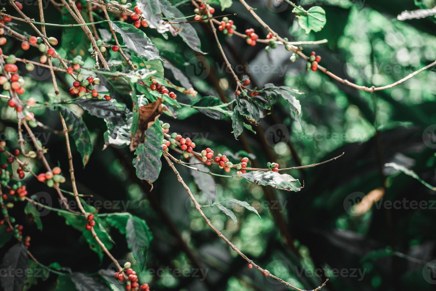 Close up of Arabica coffee berry ripening on tree photo