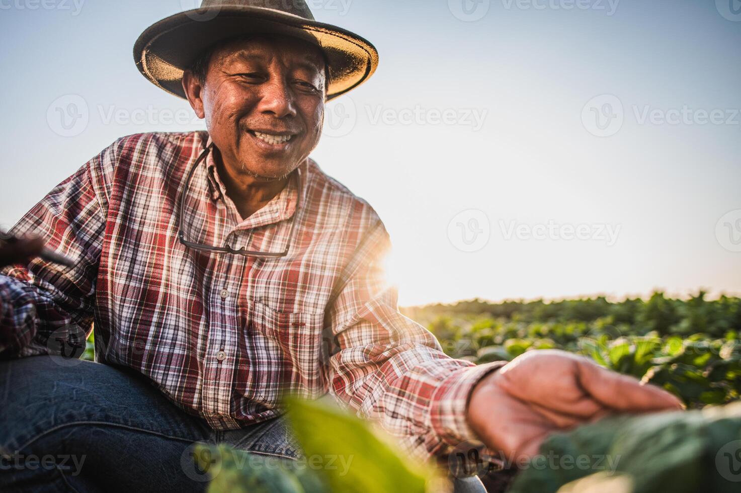 Asian senior male farmer working in tobacco plantation photo