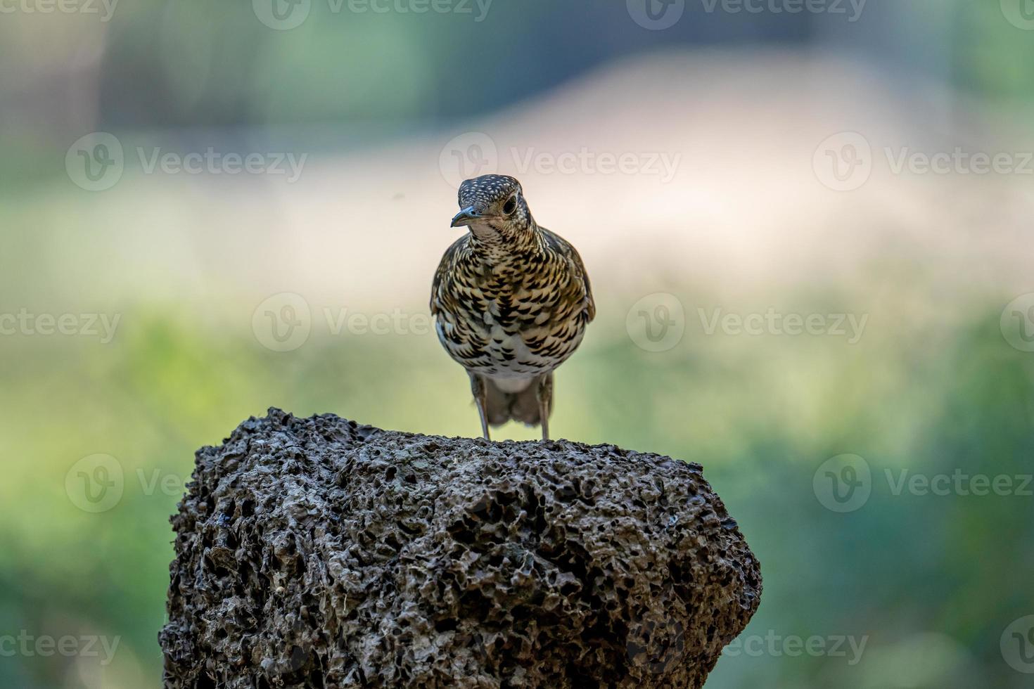 scaly thrush perching on top of the log photo