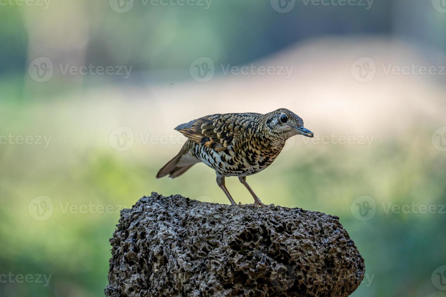 scaly thrush perching on top of the log photo