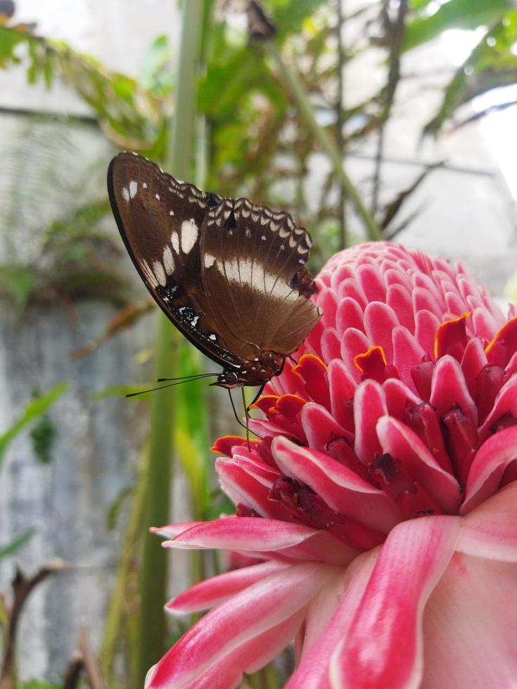 Butterfly on the Etlingera elatior Flower photo