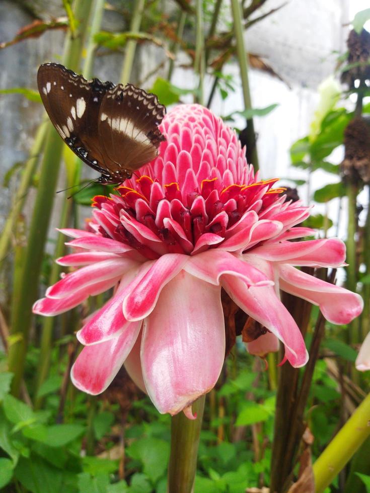 Butterfly on the Etlingera elatior Flower photo