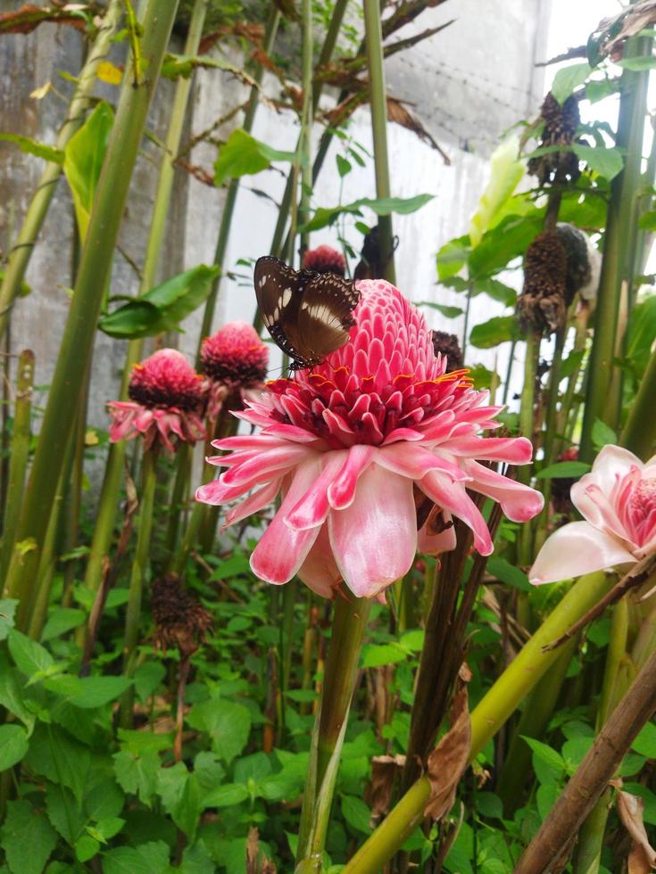 Butterfly on the Etlingera elatior Flower photo