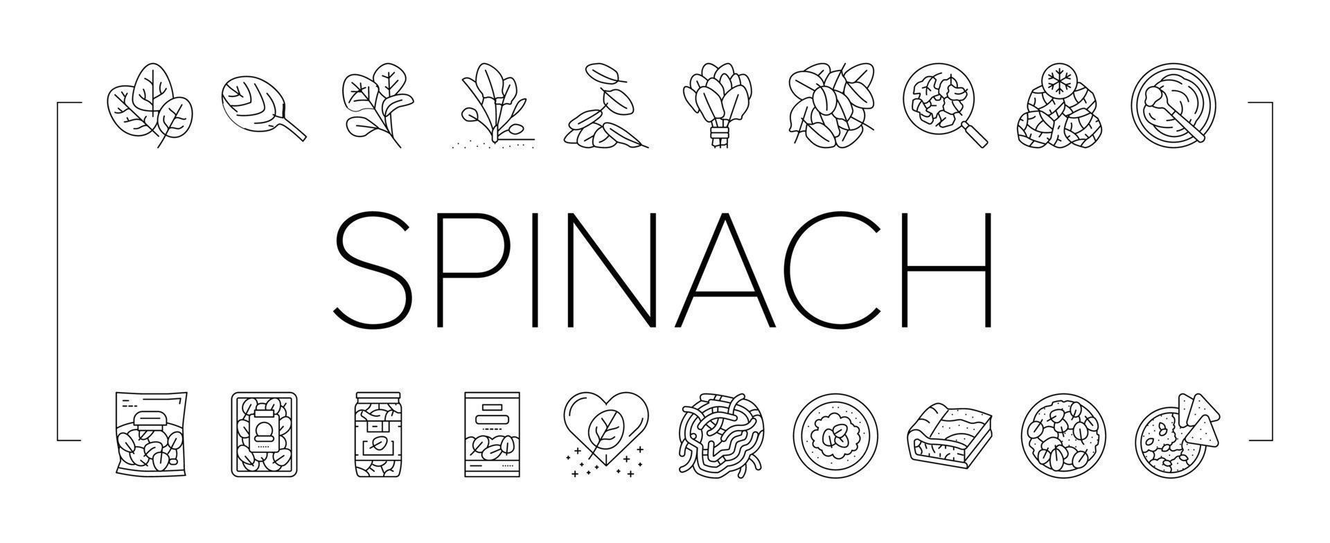conjunto de iconos de ingredientes de restaurante saludable de espinacas vector