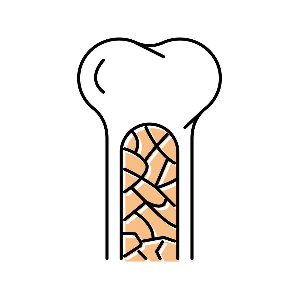 bone marrow color icon vector illustration