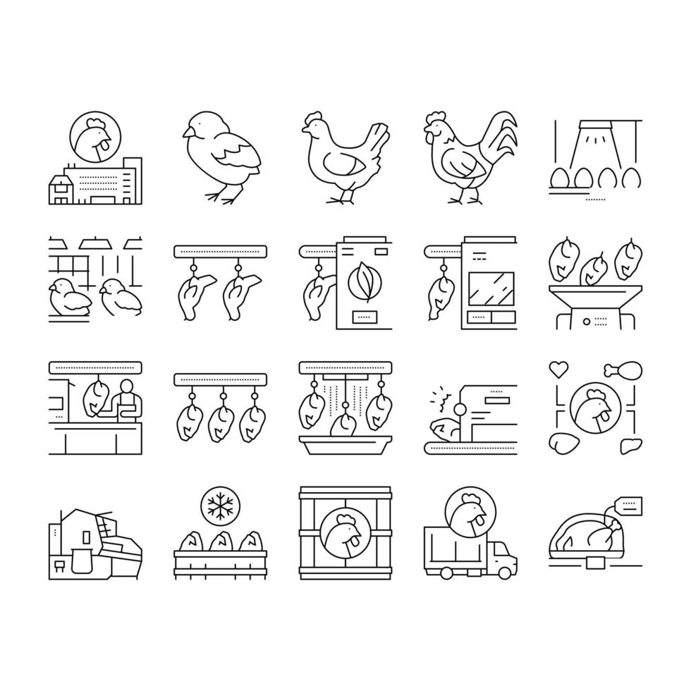 conjunto de iconos de colección de fábrica de carne de pollo vector