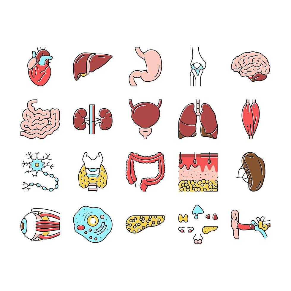 conjunto de iconos de anatomía de órganos internos humanos vector