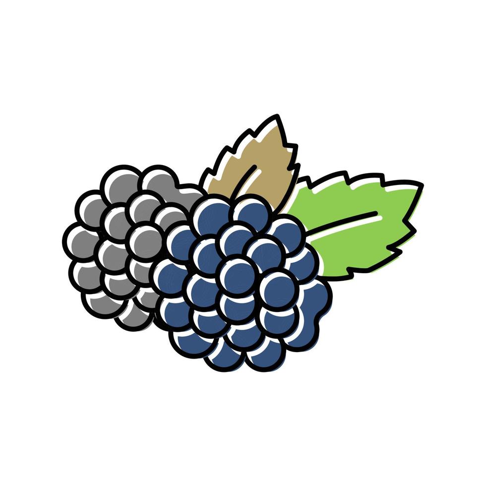 blackberry berry color icon vector illustration