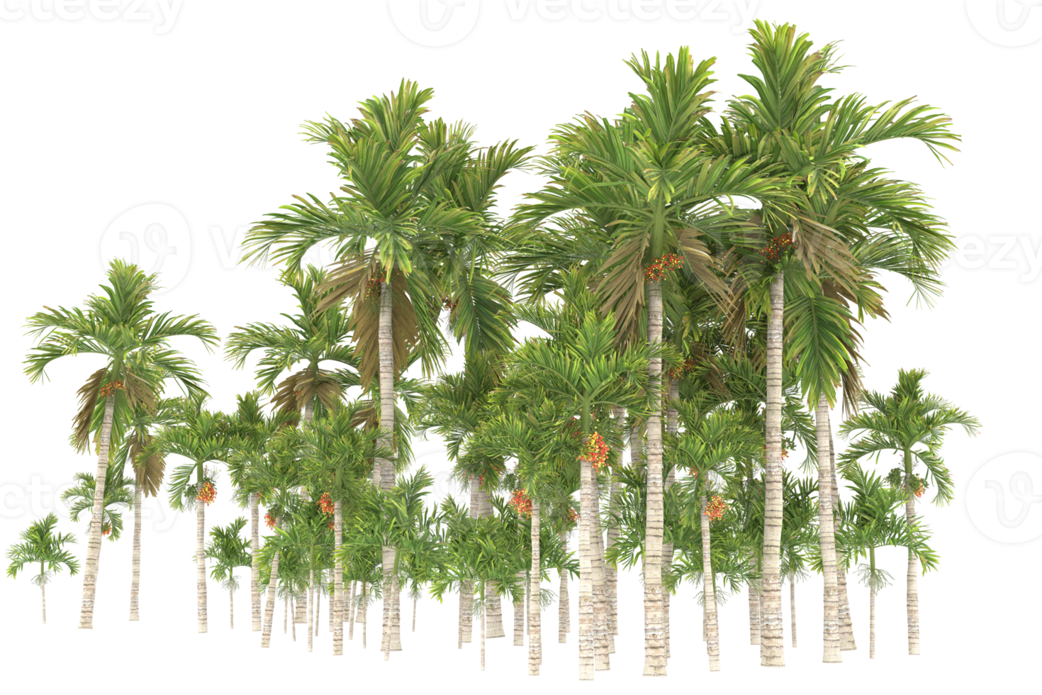 Palm trees isolated on transparent background. 3d rendering - illustration png