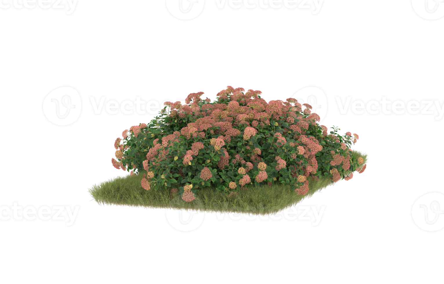 Realistic foliage isolated on transparent background. 3d rendering - illustration png