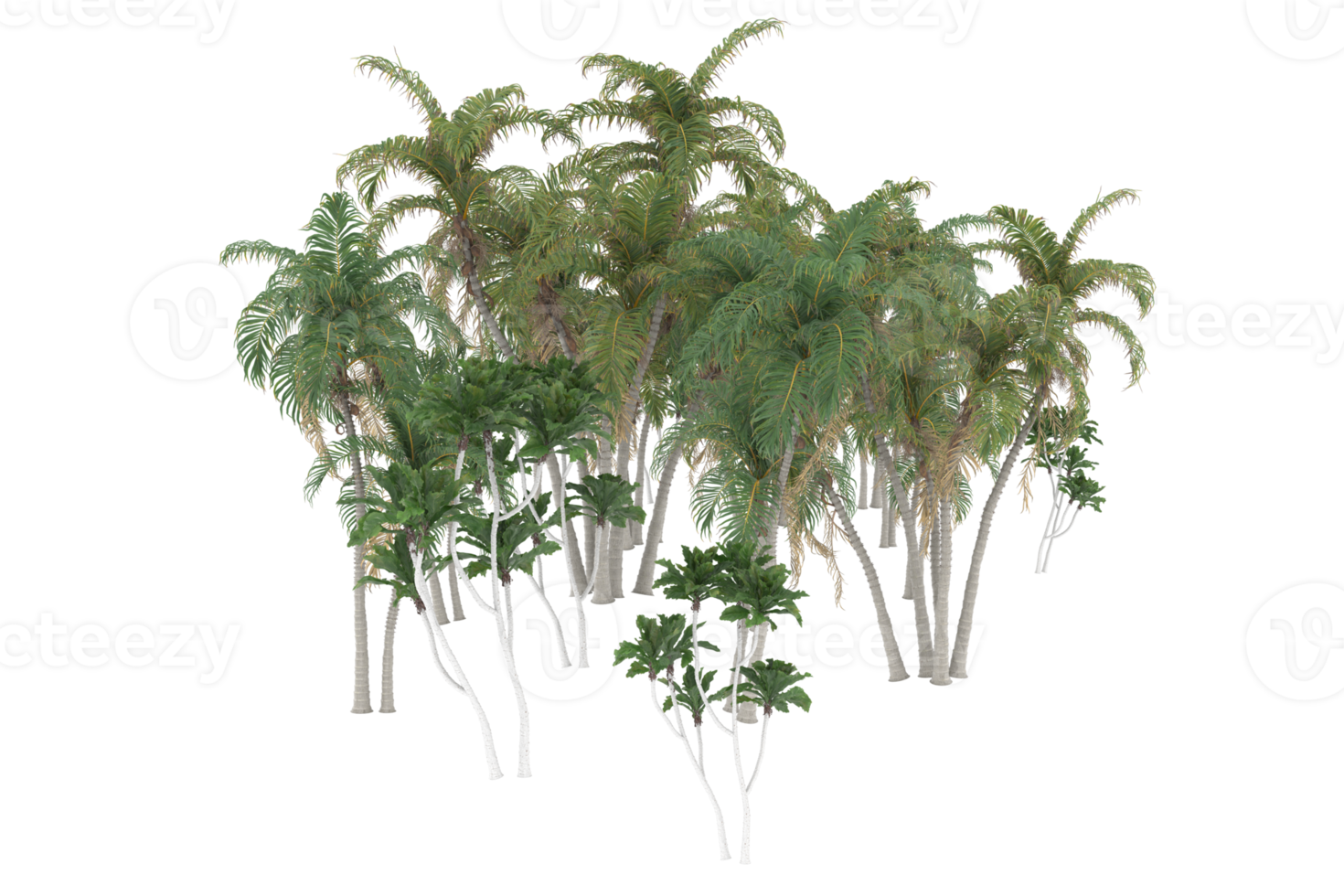 Palm trees isolated on transparent background. 3d rendering - illustration png