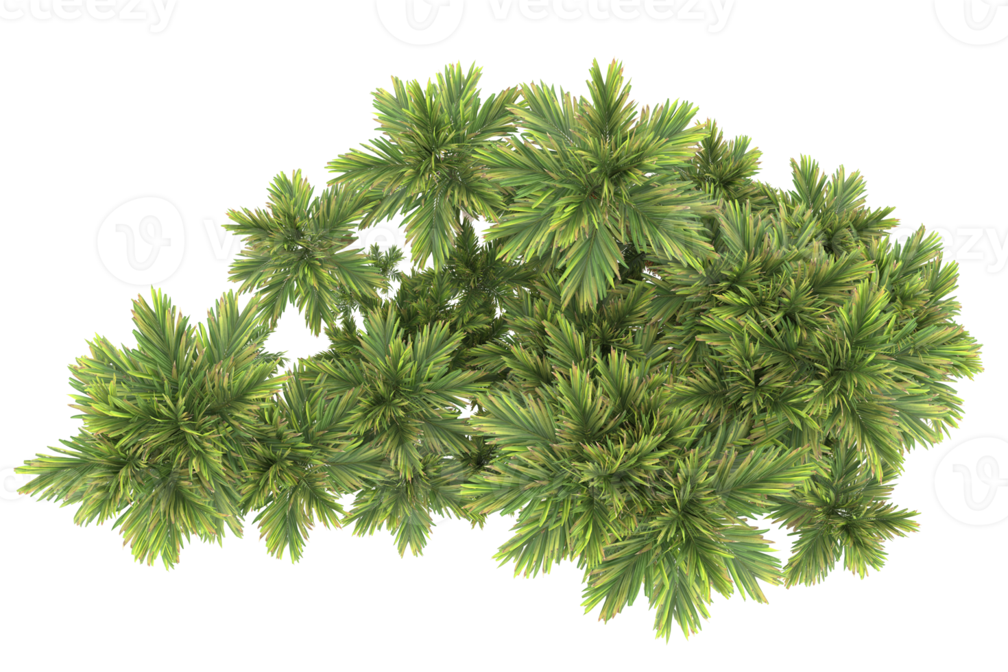 Palm trees isolated on transparent background. 3d rendering - illustration png