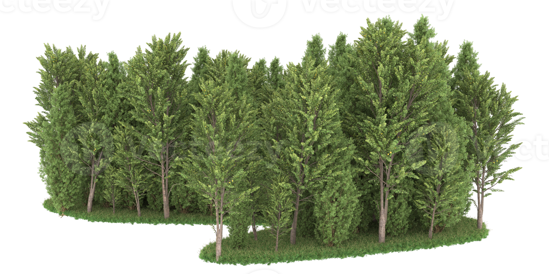 Realistic forest isolated on transparent background. 3d rendering - illustration png