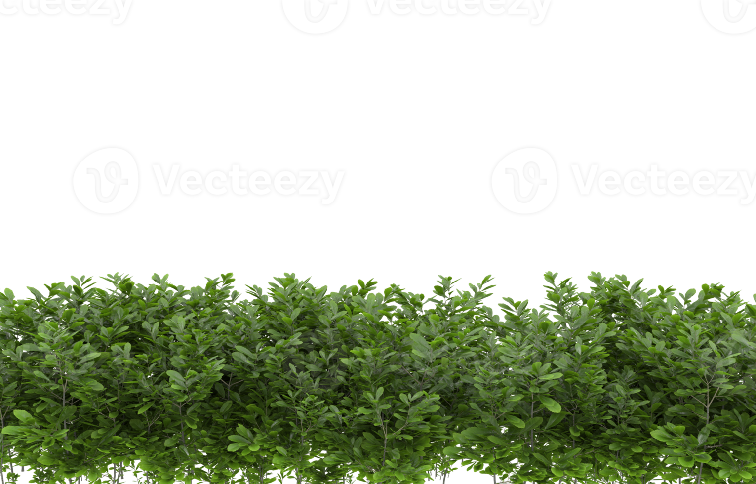 Realistic foliage isolated on transparent background. 3d rendering - illustration png