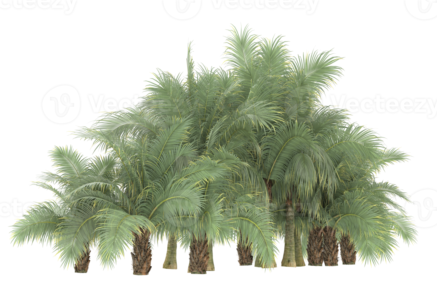 palm bomen geïsoleerd Aan transparant achtergrond. 3d renderen - illustratie png