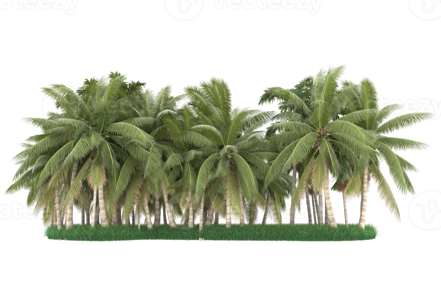 Palm trees isolated on transparent background. 3d rendering - illustration png