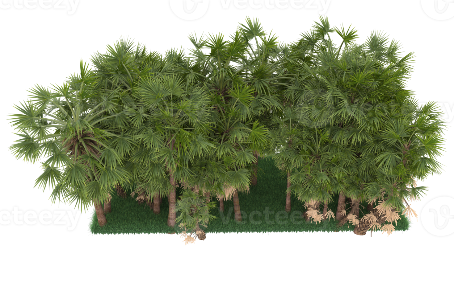 Palm trees isolated on transparent background. 3d rendering - illustration png