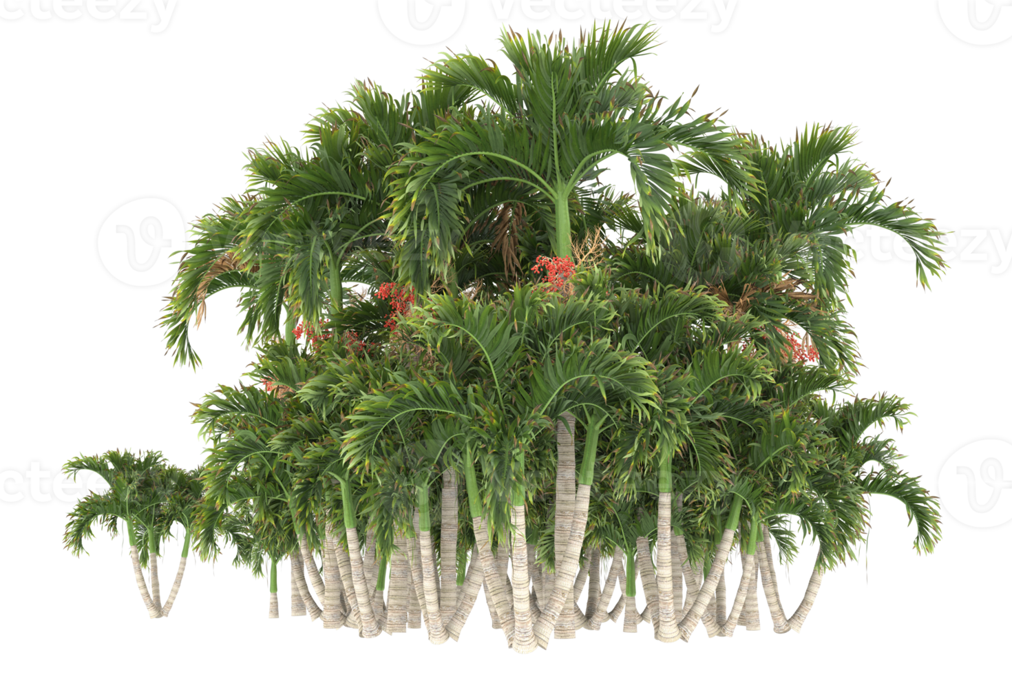 Palm trees isolated on transparent background. 3d rendering - illustration png