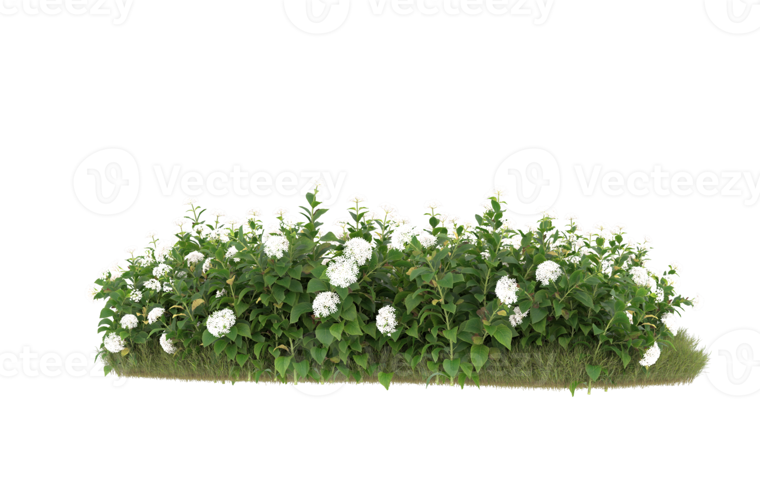 Realistic foliage isolated on transparent background. 3d rendering - illustration png