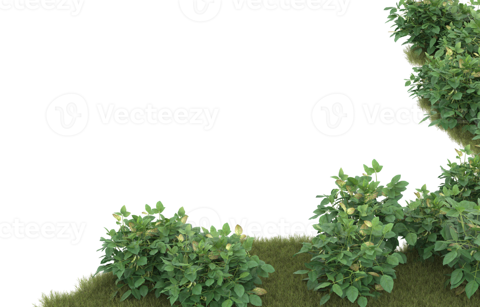 Realistic foliage isolated on transparent background. 3d rendering - illustration png