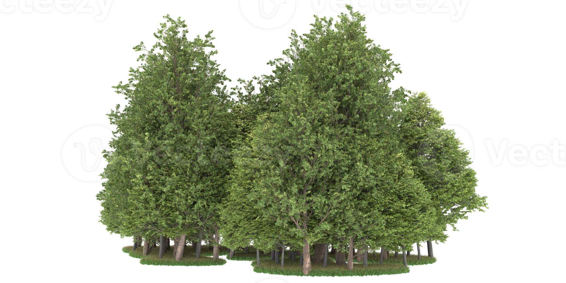 Realistic forest isolated on transparent background. 3d rendering - illustration png