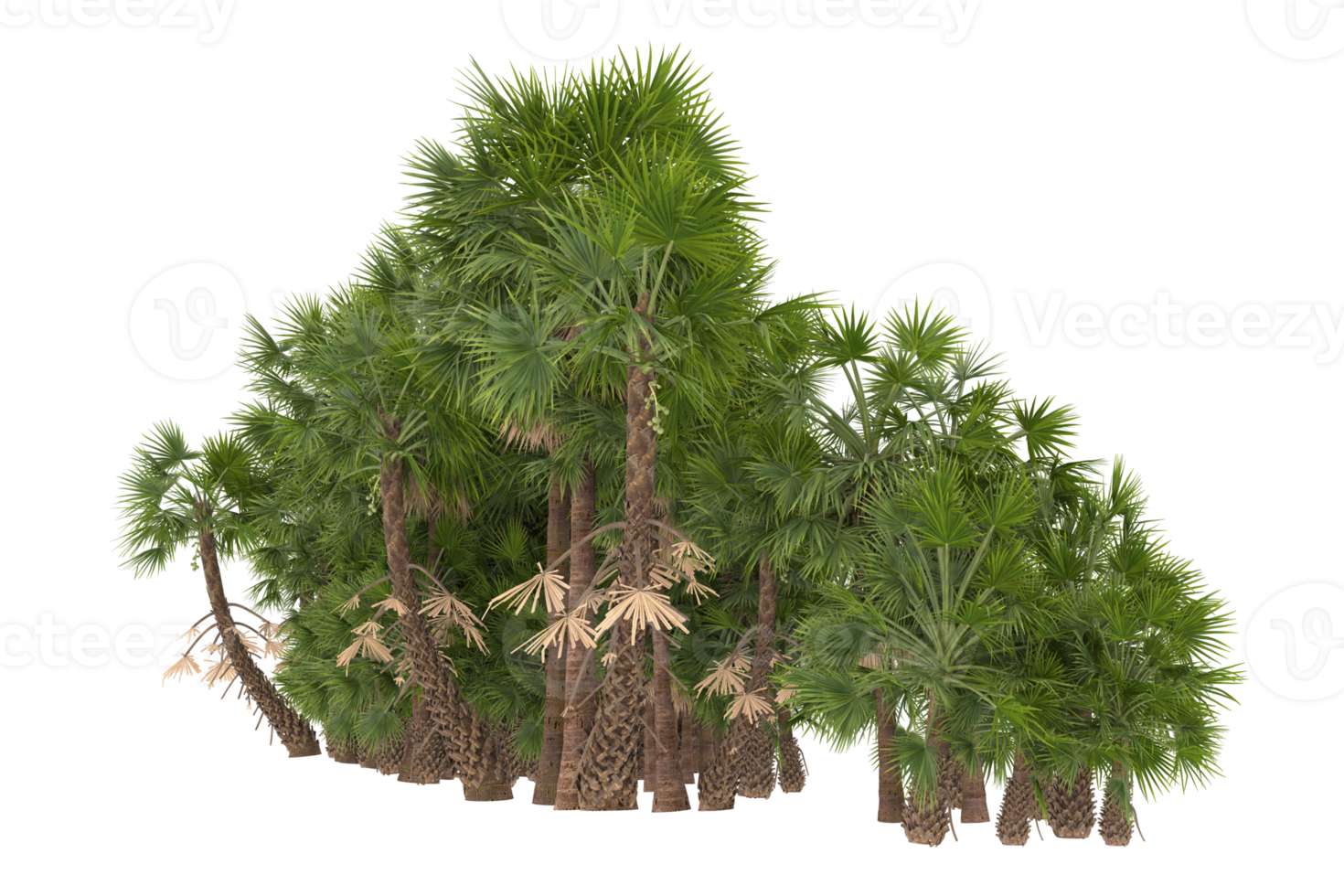 Palm trees isolated on transparent background. 3d rendering - illustration png