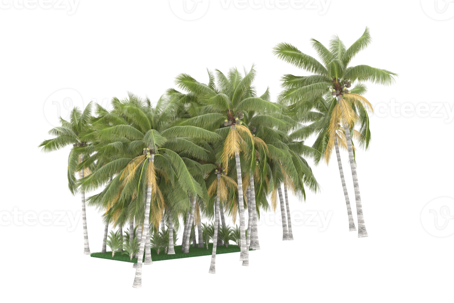 Palm trees isolated on transparent background. 3d rendering - illustration png