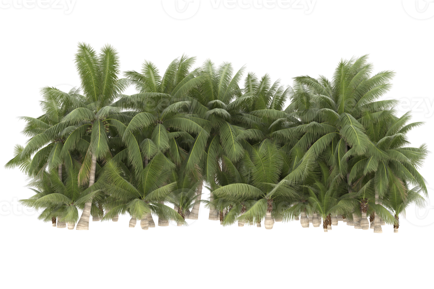 Palm trees isolated on transparent background. 3d rendering - illustration png