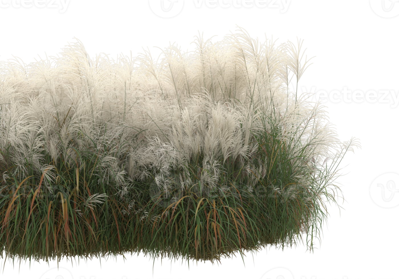 Realistic foliage isolated on transparent background. 3d rendering - illustration png