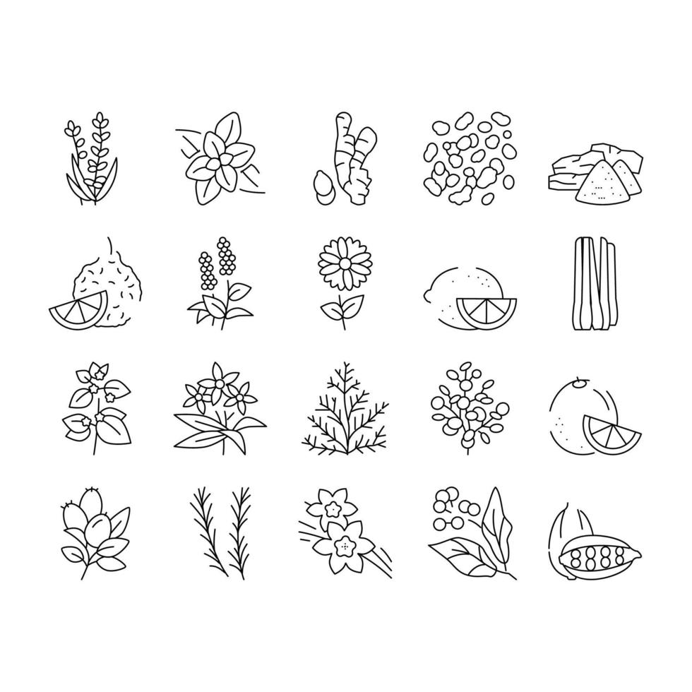 conjunto de iconos de colección de hierbas de aromaterapia ilustración vectorial vector