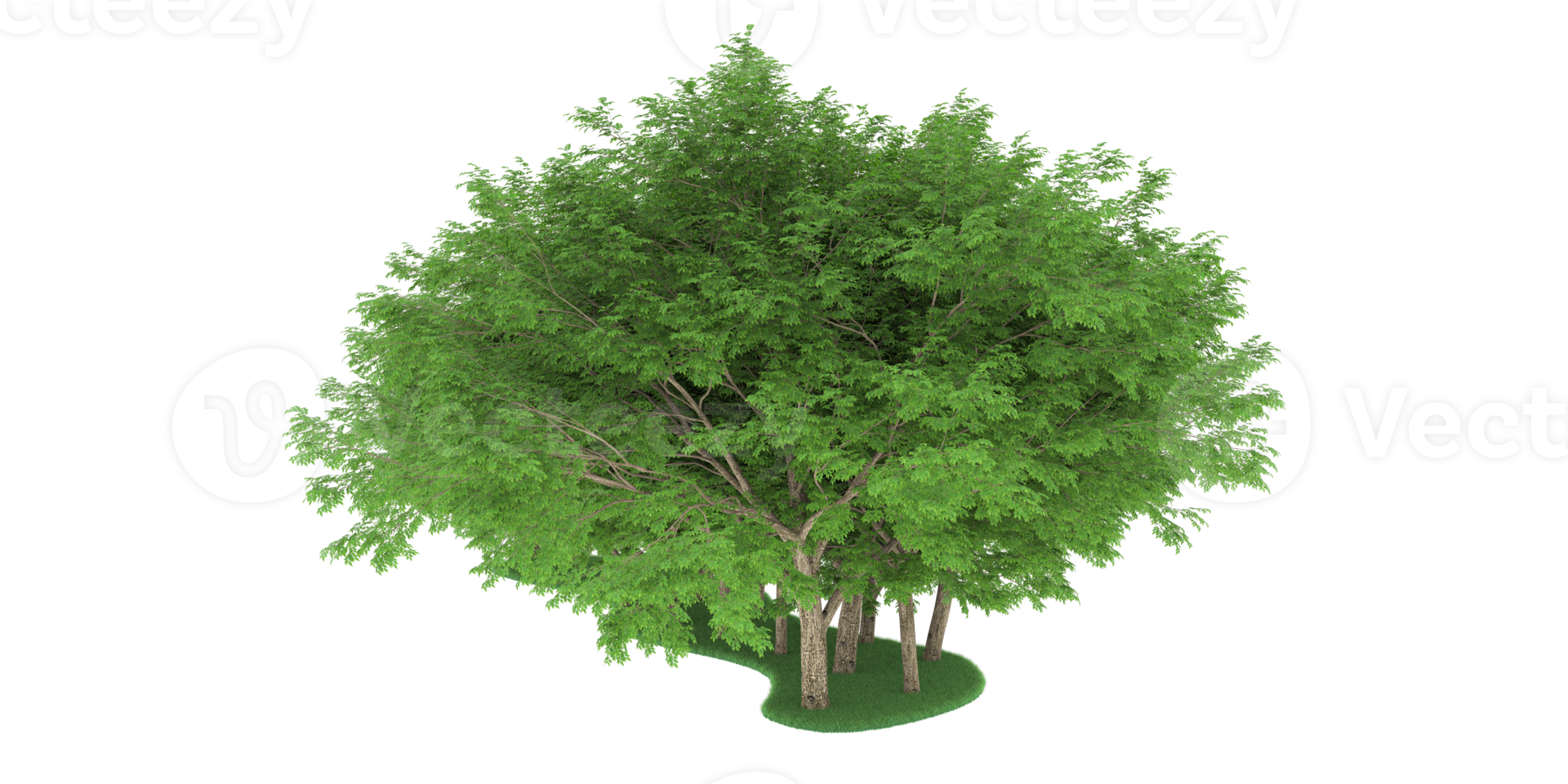 Realistic forest isolated on transparent background. 3d rendering - illustration png