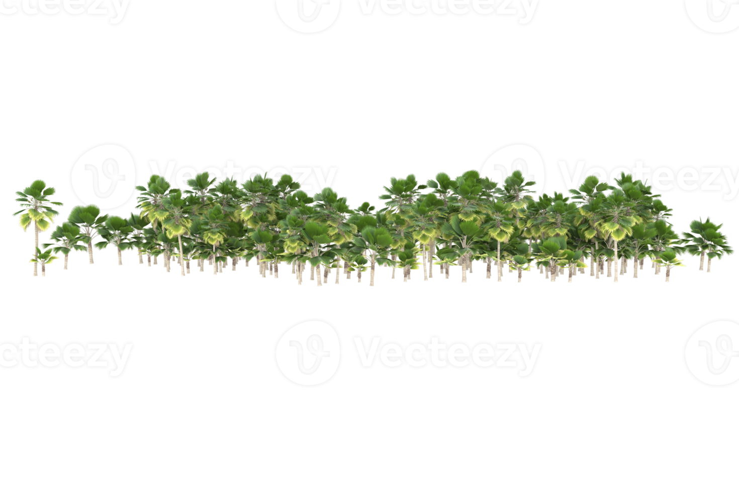 Palm trees isolated on transparent background. 3d rendering - illustration png