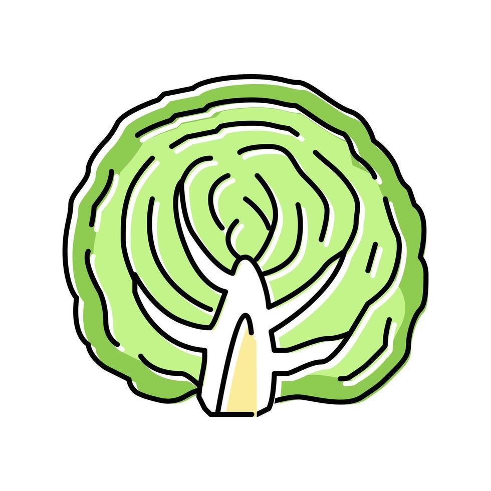 half of cabbage vegetable color icon vector illustration