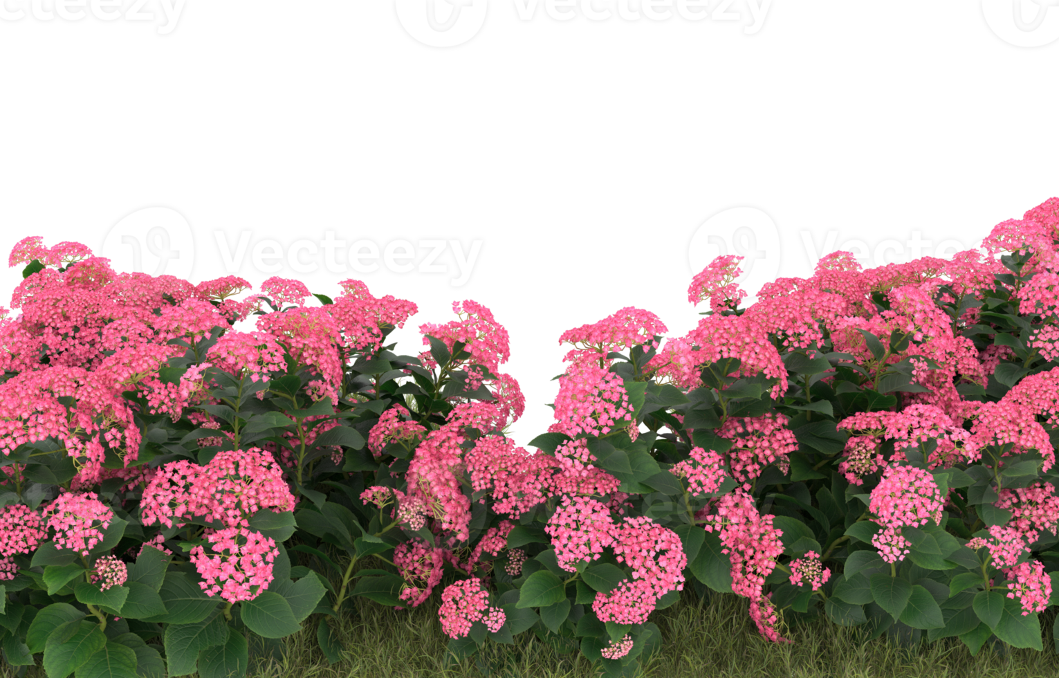 Realistic foliage isolated on transparent background. 3d rendering - illustration png