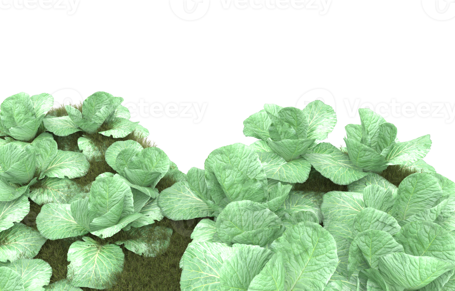 Realistic foliage isolated on transparent background. 3d rendering - illustration png
