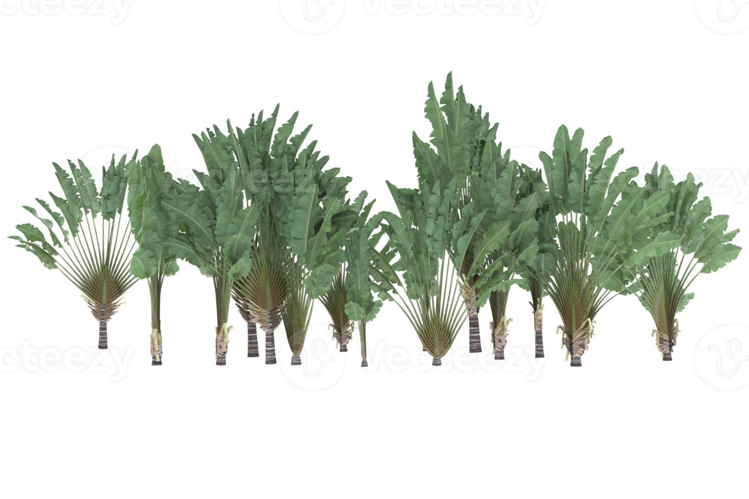 Palm trees isolated on transparent background. 3d rendering - illustration png