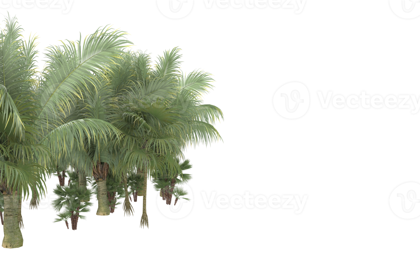 Palm trees isolated on transparent background. 3d rendering - illustration png