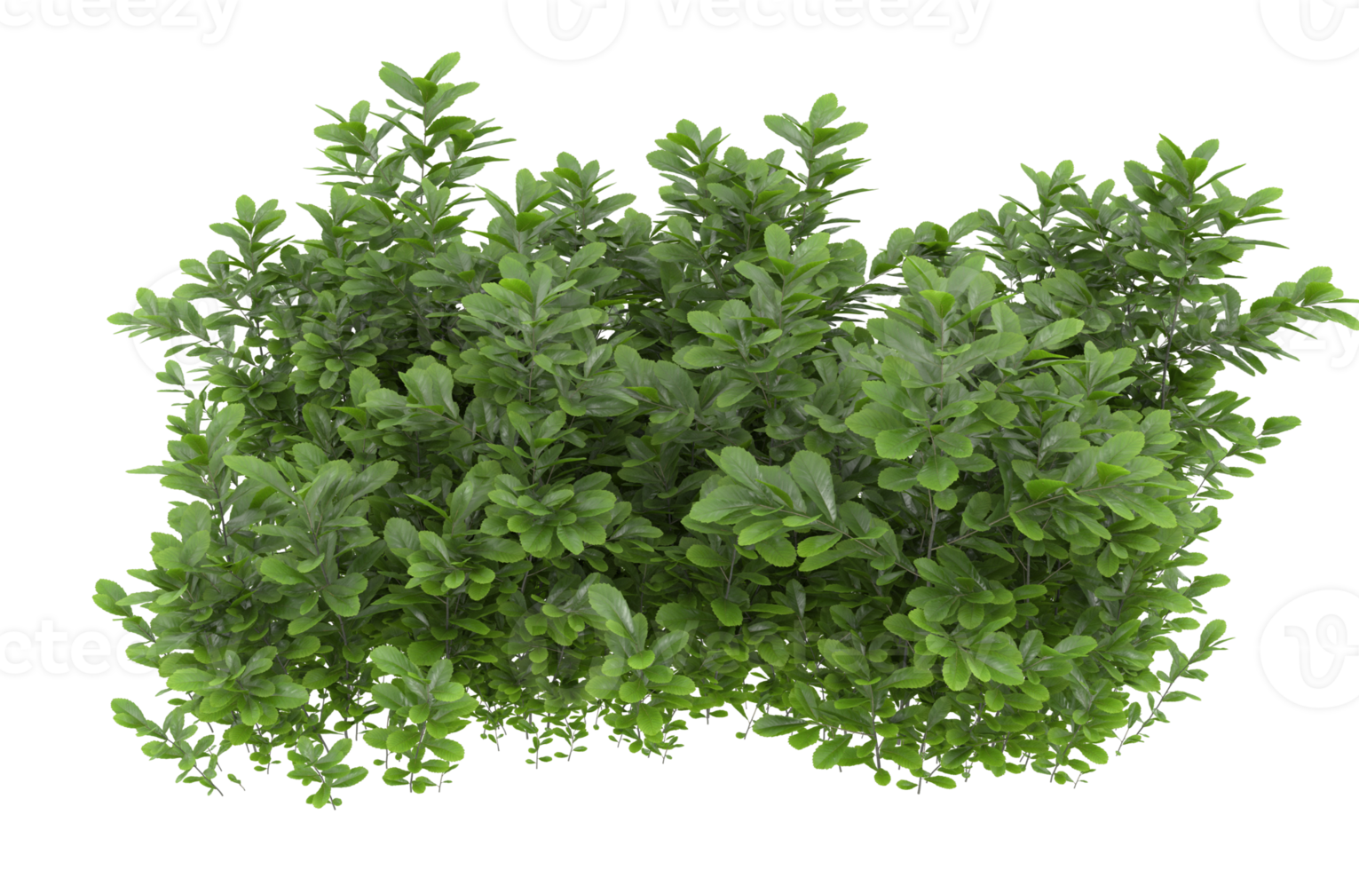 Realistic foliage isolated on transparent background. 3d rendering - illustration png