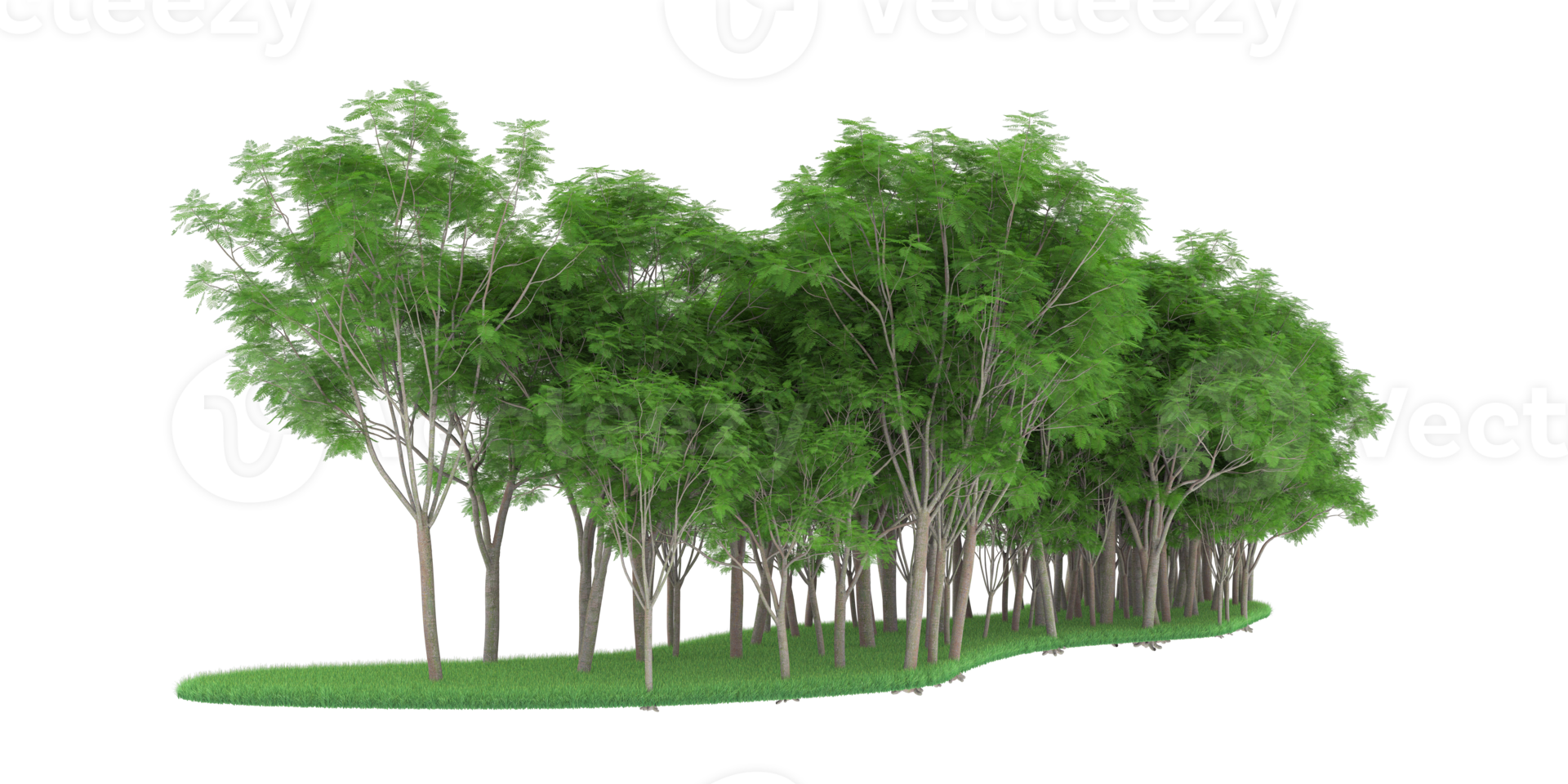 realistico foresta isolato su trasparente sfondo. 3d interpretazione - illustrazione png