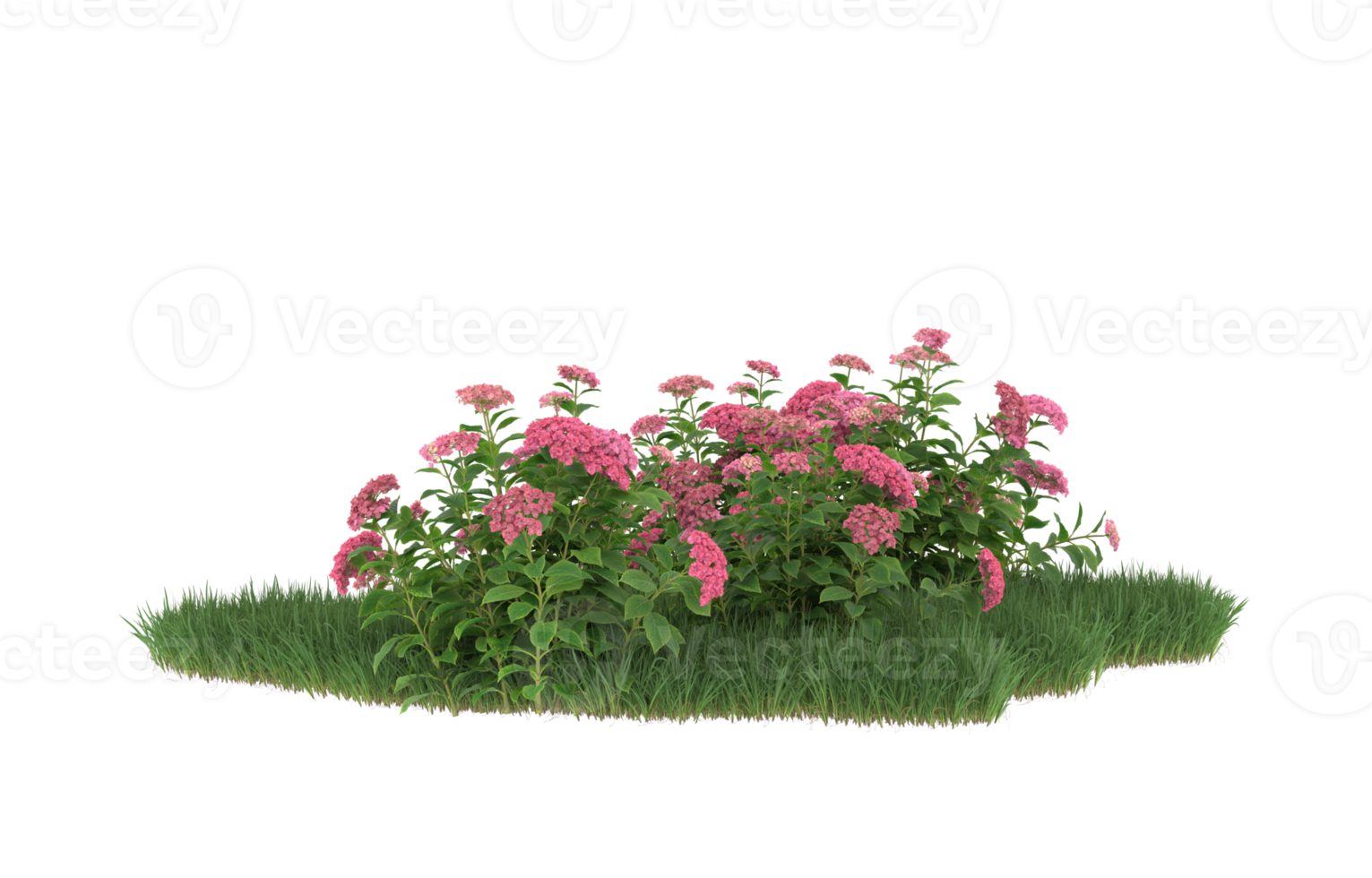 Realistic foliage isolated on transparent background. 3d rendering - illustration png