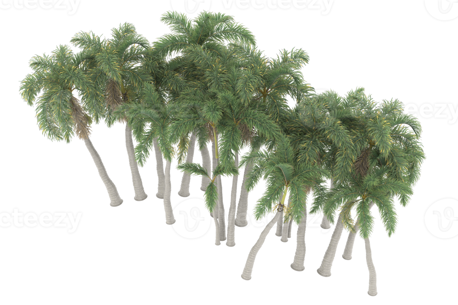 palma alberi isolato su trasparente sfondo. 3d interpretazione - illustrazione png