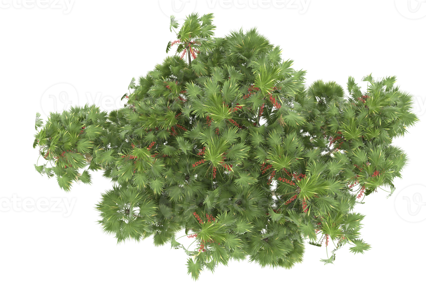 Palm trees isolated on transparent background. 3d rendering - illustration png