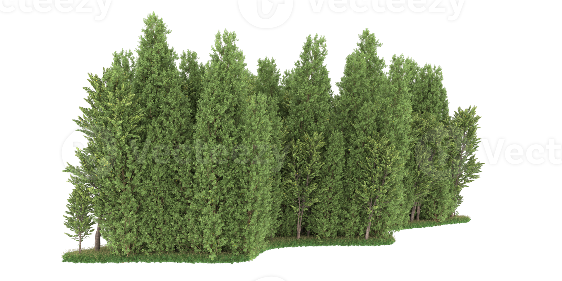Realistic forest isolated on transparent background. 3d rendering - illustration png