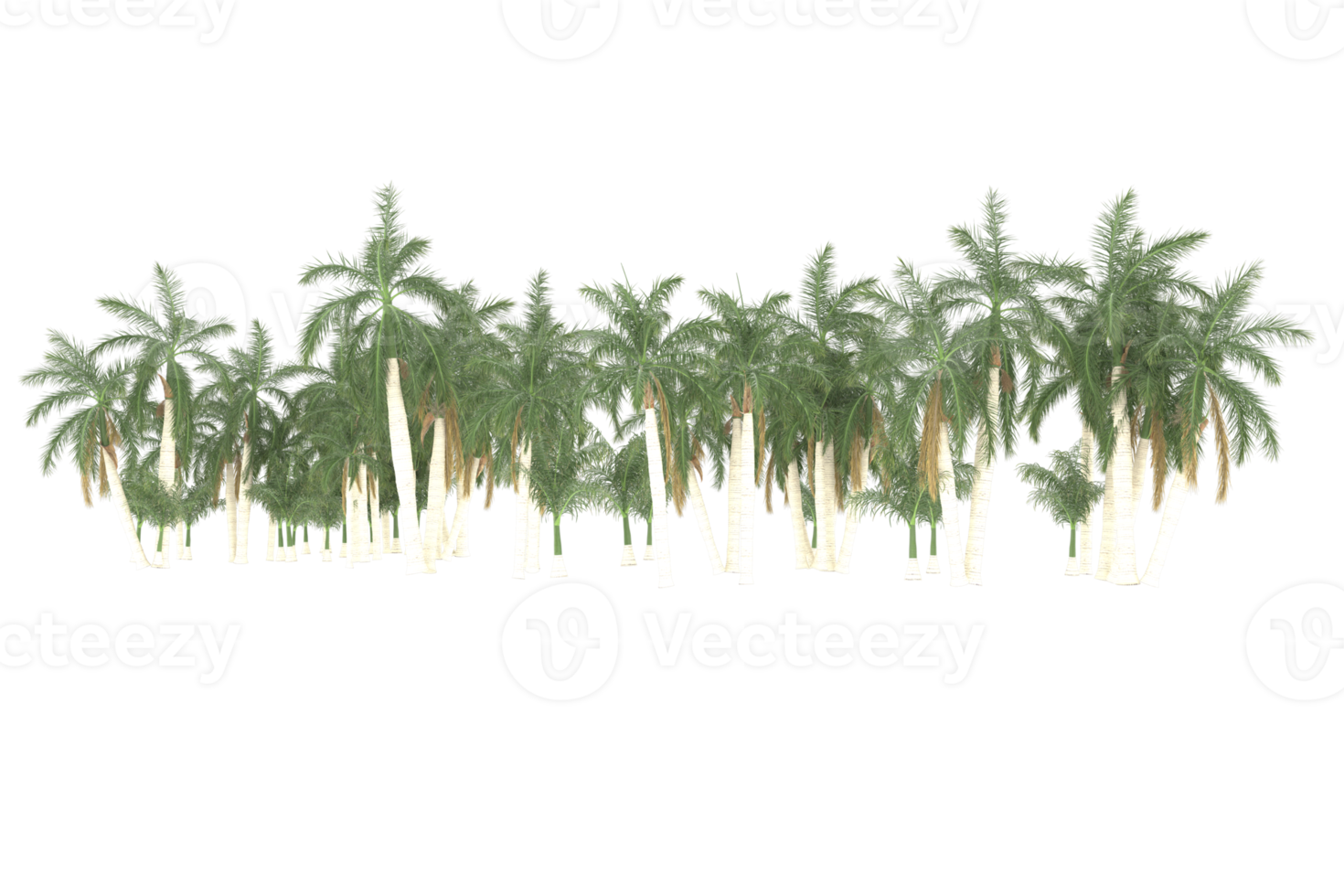 Palm trees isolated on transparent background. 3d rendering - illustration png