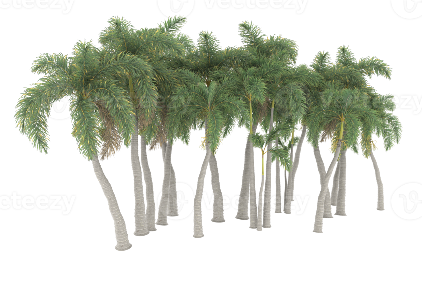 Palm trees isolated on transparent background. 3d rendering - illustration png